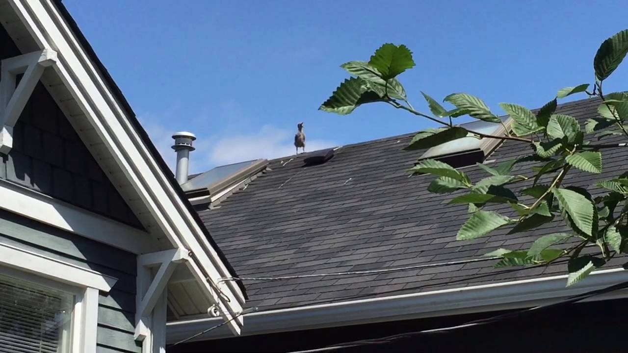 baby seagull cry at 20 seconds