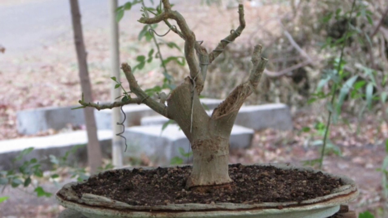 Bonsai progression Coral tree