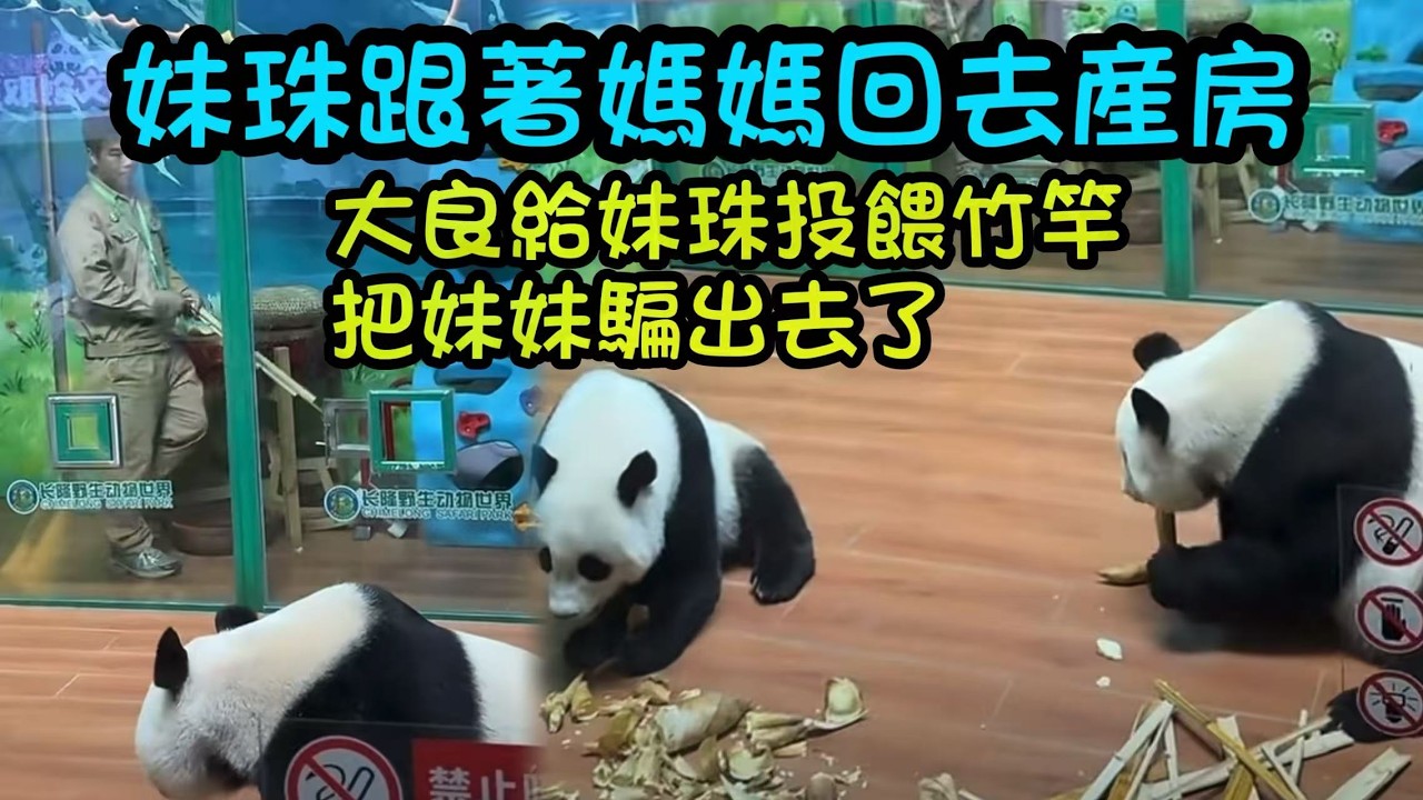 妹珠跟著媽媽回去產房吃加餐，大良給母女兩投餵竹筍，妹珠乖寶寶吃過竹筍出來吃竹子#panda #cutepanda  #熊貓妹珠