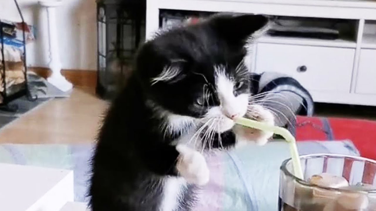 FUNNIEST Kittens and Puppies | Best Bloopers Compilation 🤣🤣🤣