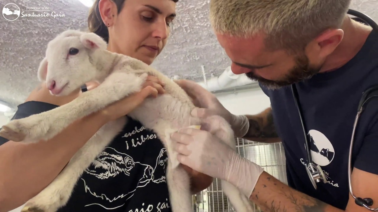 Hemos rescatado al corderito Oriol