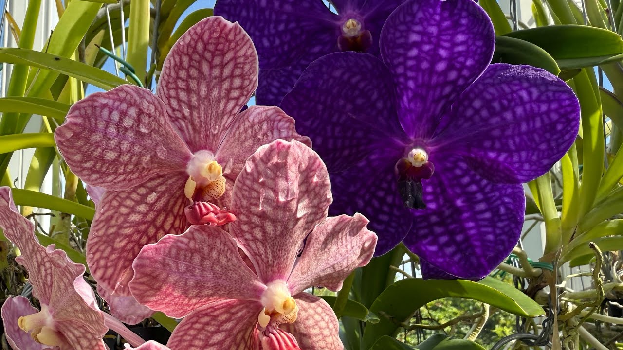 🌺A morning walk through the Orchids🌺