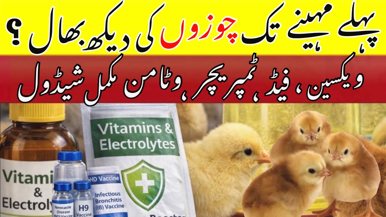 Chozon Ki Mukammal Dekhbhal | First Month Vaccine, Feed Aur Temperature Schedule | part1