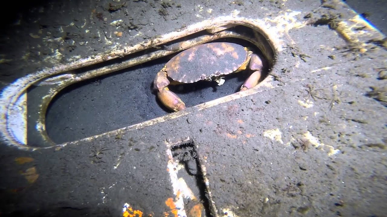 Scuba Diving at Night at Vet's Park Southern California March 2015