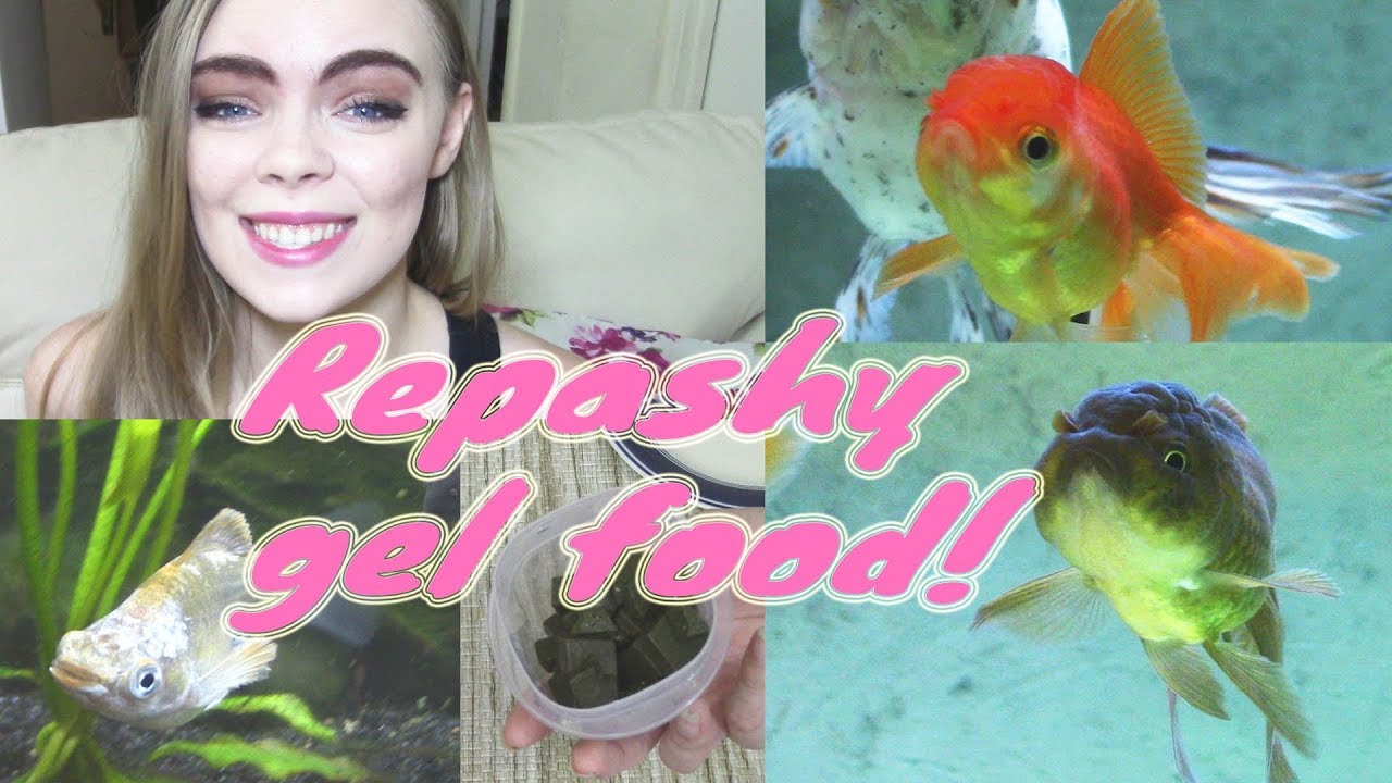 How to make Repashy! (GEL FOOD FOR YOUR FISH)