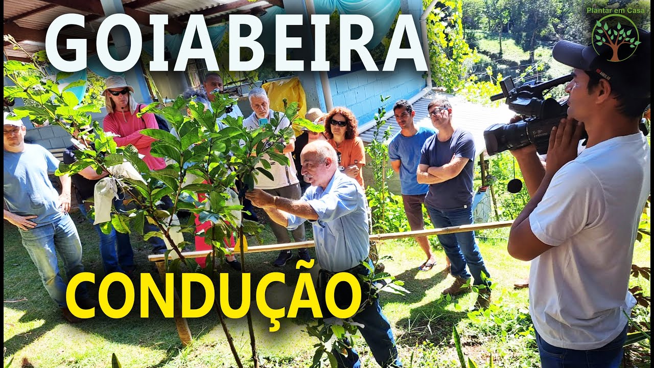 Goiabeira Condução e Cuidados Fruticultura com Sergio Semerdjian no Plantar em Casa
