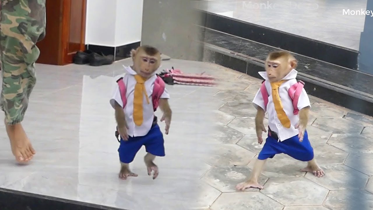 Very-Amazing!! First Day Molly Goes To School With Uniform Student So Cute