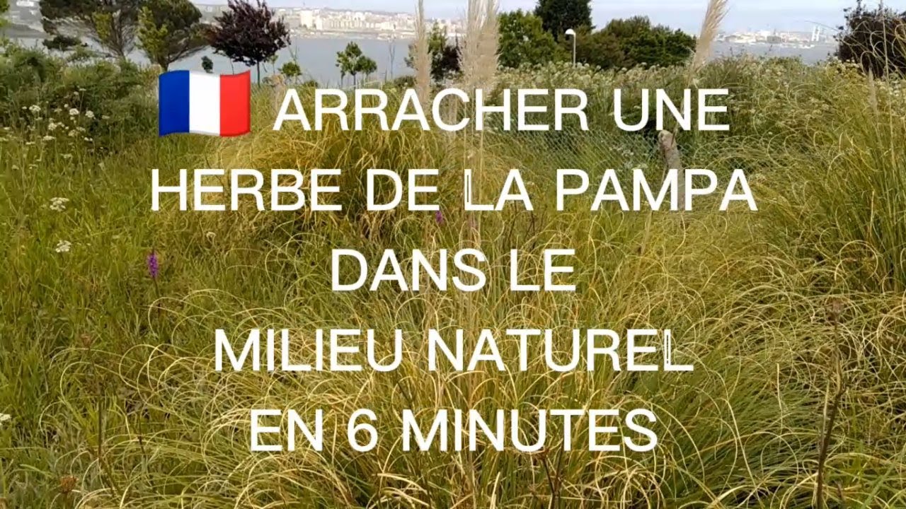 DERACINER EXTRACTOR PRO HERBE DE LA PAMPA EN 6 MINUTES
