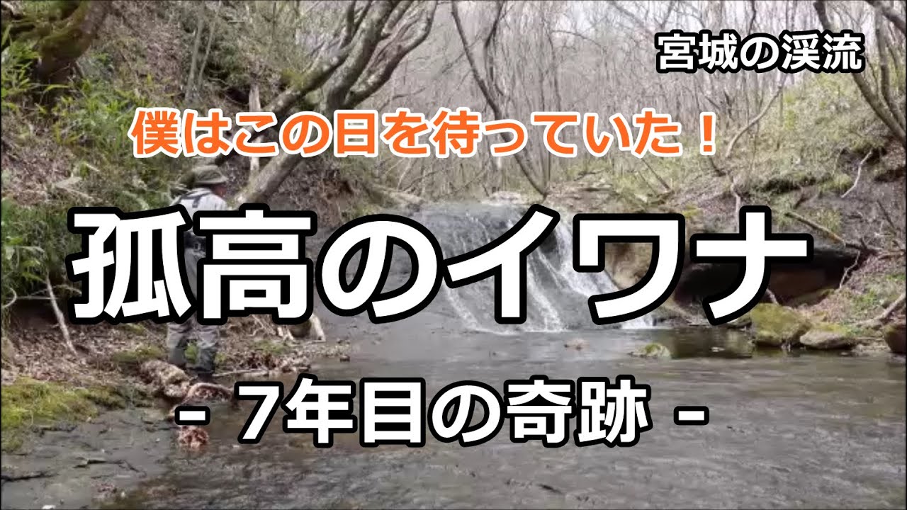 孤高のイワナ７  /  ~7年目の奇跡~ / イワナ31㎝ 宮城の渓流  / みちのく釣りの旅  ﾌﾗｲﾌｨｯｼﾝｸﾞ渓流釣り(4K) fly fishing