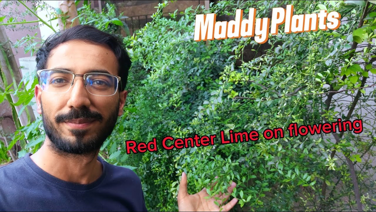 All about the red center lime plant in my garden