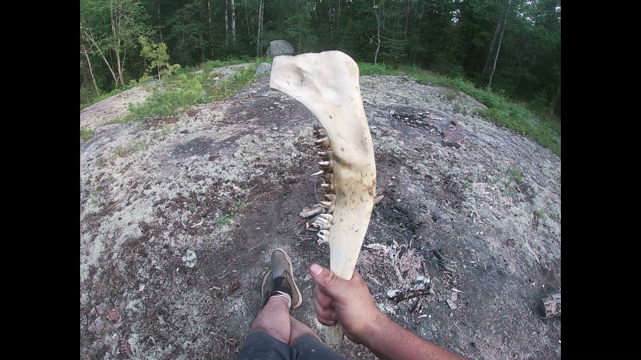 Primitive weapon - Roughing out a moose jawbone tomahawk from a wolf kill. Part 2