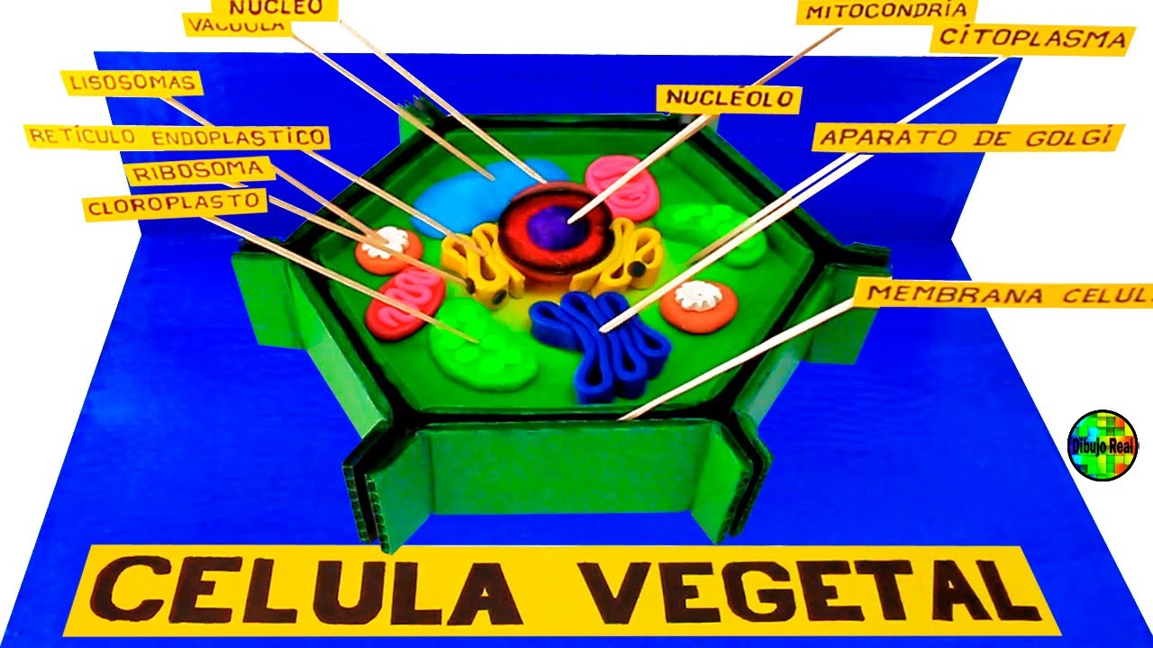 CÓMO           HACER          UNA MAQUETA DEL    CELULA VEGETAL  PASO A PASO