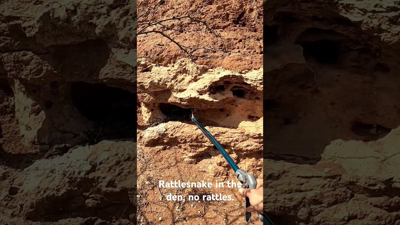#rattlesnake #hunting #texas #diamondback #snake #animal