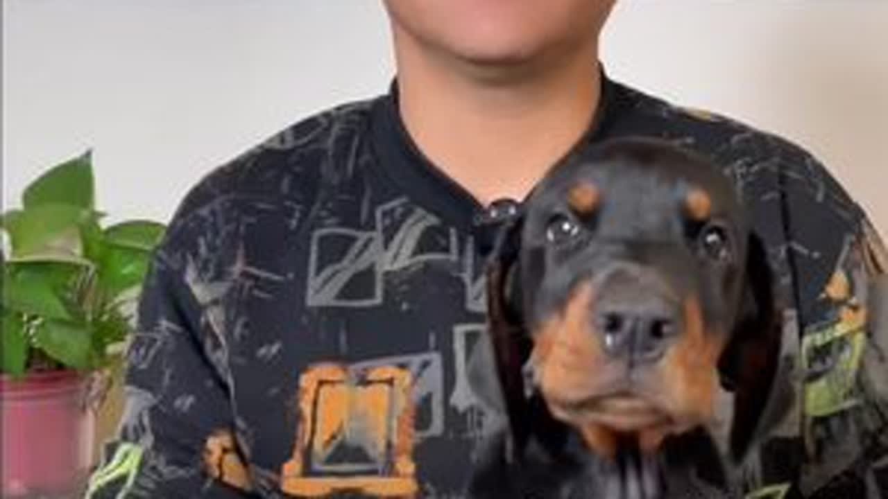 德系杜宾犬耳朵多久立好 