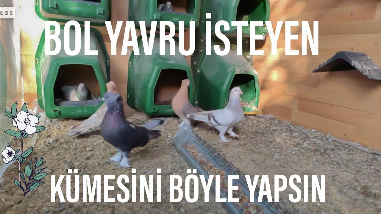 VERİMLİ BİR GÜVERCİN KÜMESİ BÖYLE OLMALİ.