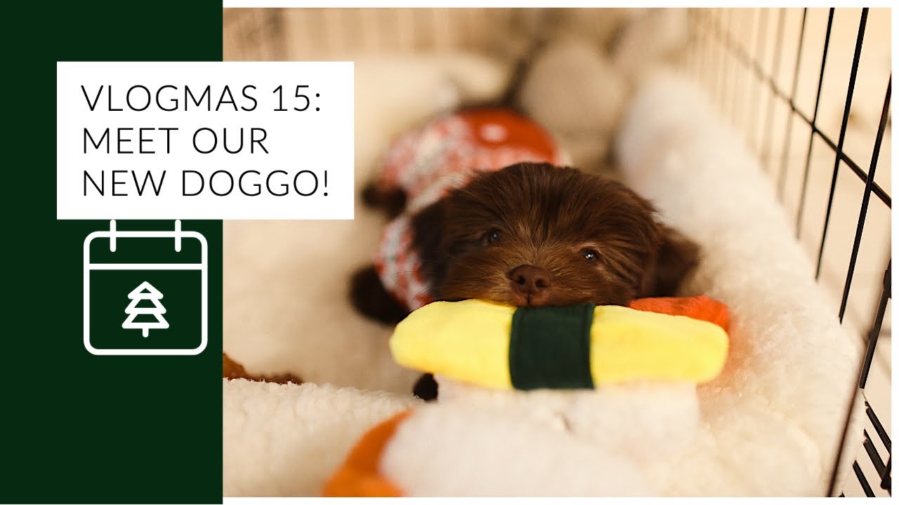 DAILY VLOG | MEET OUR NEW PUPPY!