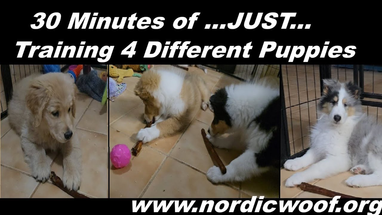Training 4 Puppies 