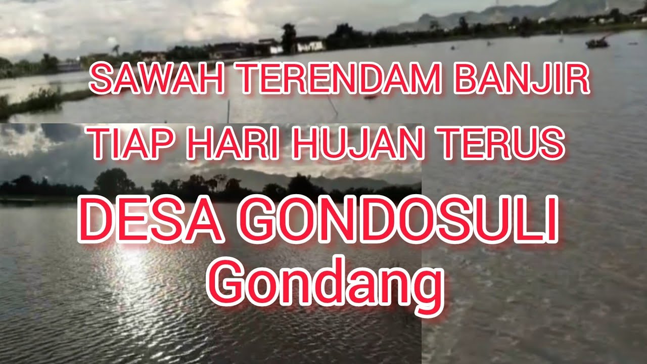 SAWAH TERENDAM BANJIR|| DESA GONDOSULI/ GONDANG/ TULUNGAGUNG