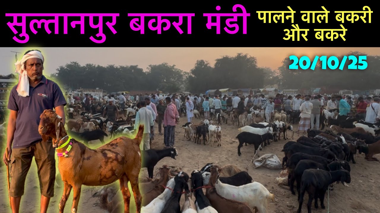पालने वाले बकरी और बकरे सुल्तानपुर बकरा मंडी 20/10/25 Sultanpur Goat Market UP | Ziya Vlogs
