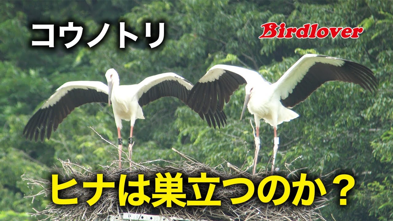野田市コウノトリ・ヒナは巣立つのか？