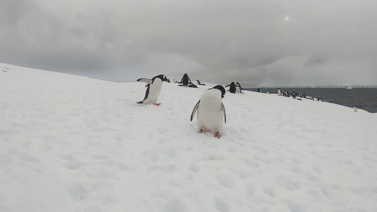 Antarctica -  2. Damoy Point