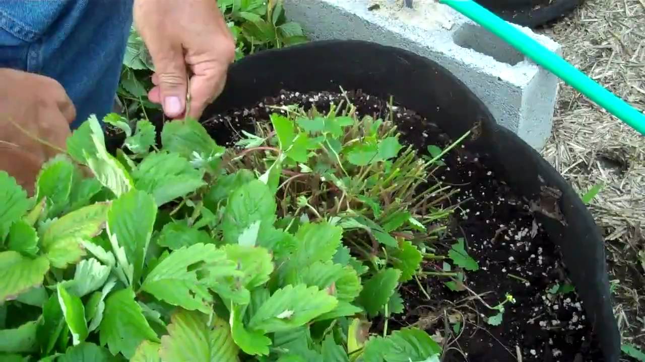 Growing Alpine Strawberries - 10. Renovation
