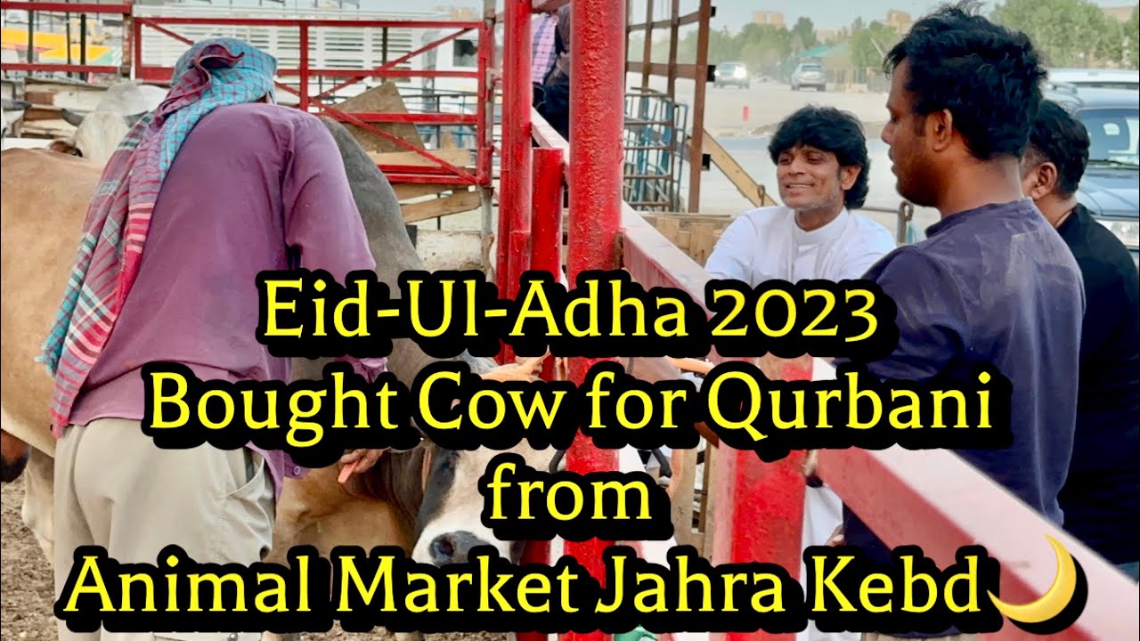 Eid-ul-adha 2023🐄Qurbani Cow Market Jahra kebd Kuwait #youtube #cowmarket # kuwai #eiduladha