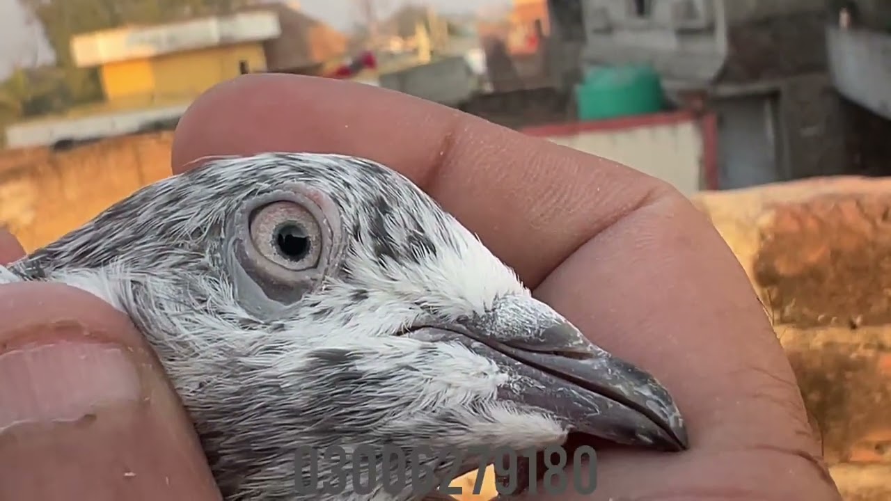 A class breeder pigeons for sale/ sialkoti pigeon lover 