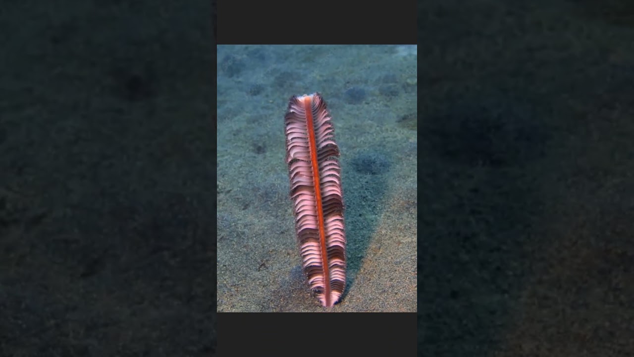 The Sea pen |Animal                              #shortsfeed #animal