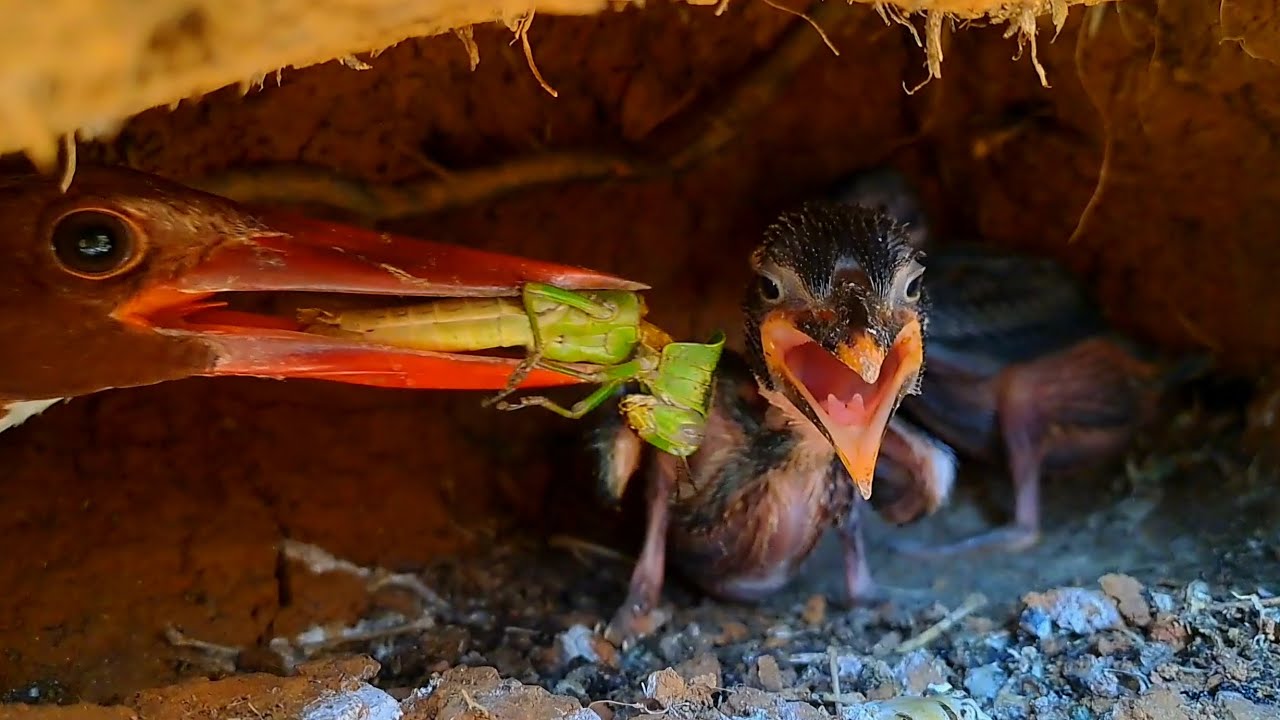 Unbelievable! Tiny Baby Birds Swallow Lizards Bigger Than Their Beaks!!!