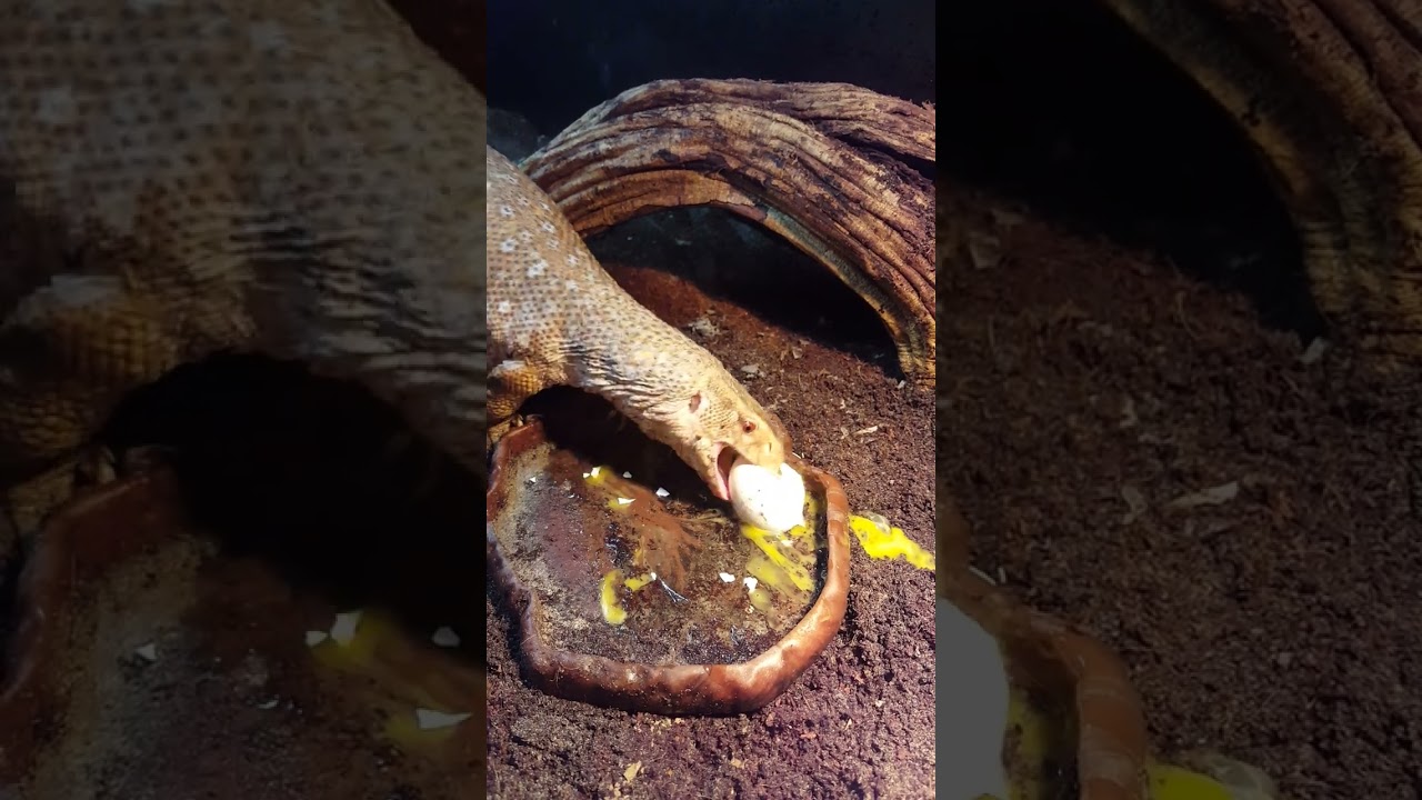 giant monitor lizard eating a egg #animals #exoticpets  #monitorlizard #lizard #eating #beautiful
