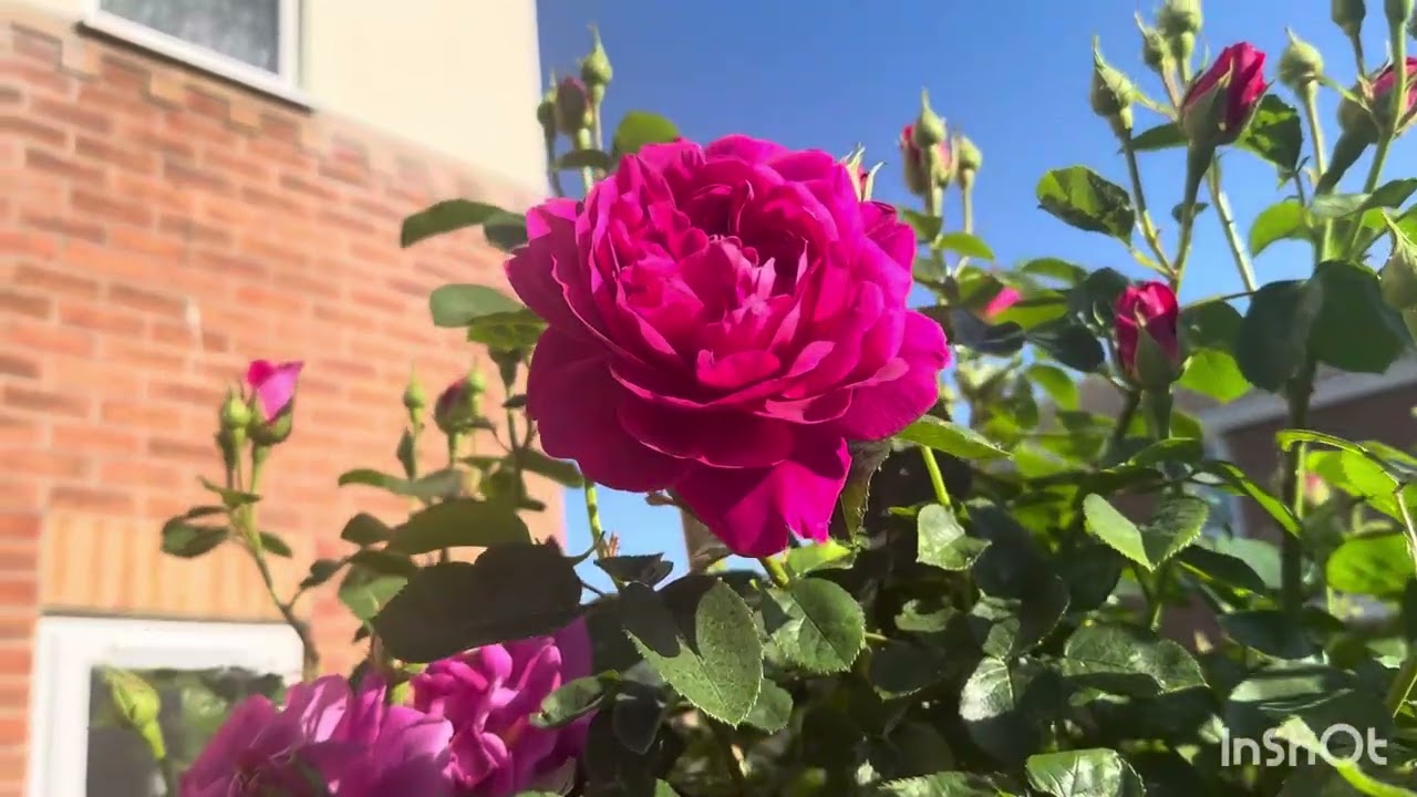 Most blommer David Austin roses review in my garden 2025