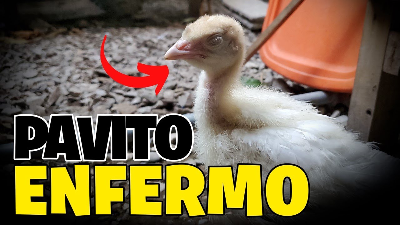 Como curar un Pavo o Guajolote Bebé enfermo