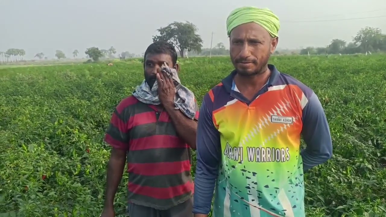 నల్లి ప్రభావం వున్న కూడా ఎకరాకు20క్వింటాళ్ల పంట దిగుబడి కలిగి వున్న కలష్ సీడ్స్919 టమాటోమిర్చి రకము 