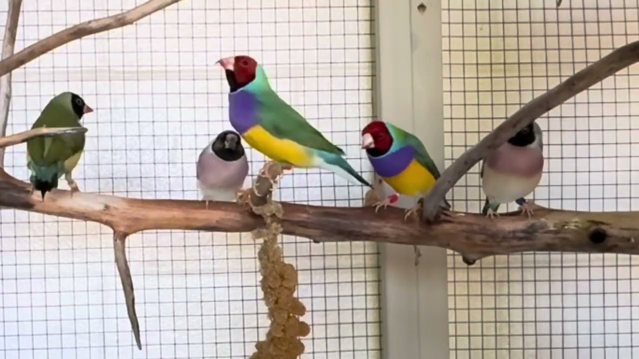 Virtual Bird Watch 01 - Gouldian Finches to relax the mind (18mins)   ASMR