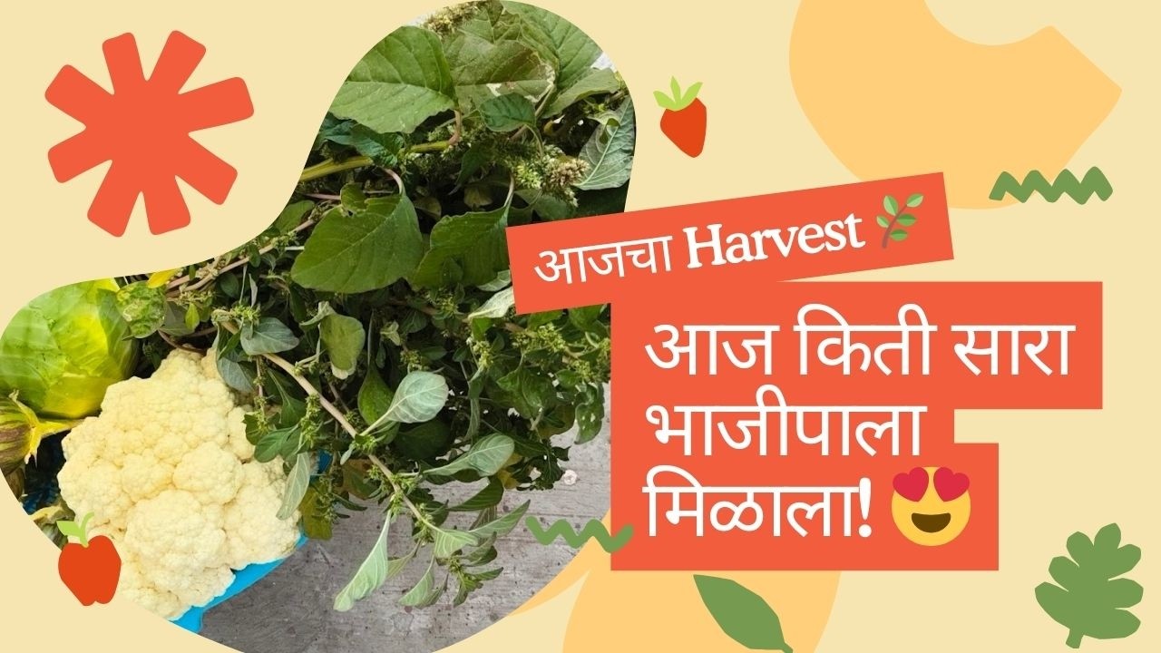 आज टेरेसवर भरभरून मिळाल्या भाज्या आणि खास रानभाज्या  || Harvest fresh veggies from my Terrace Garden