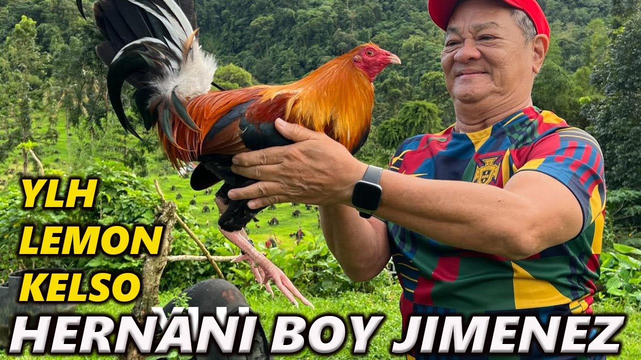 Yellow Leg Hatch White Kelso - Bj Lunao Farm