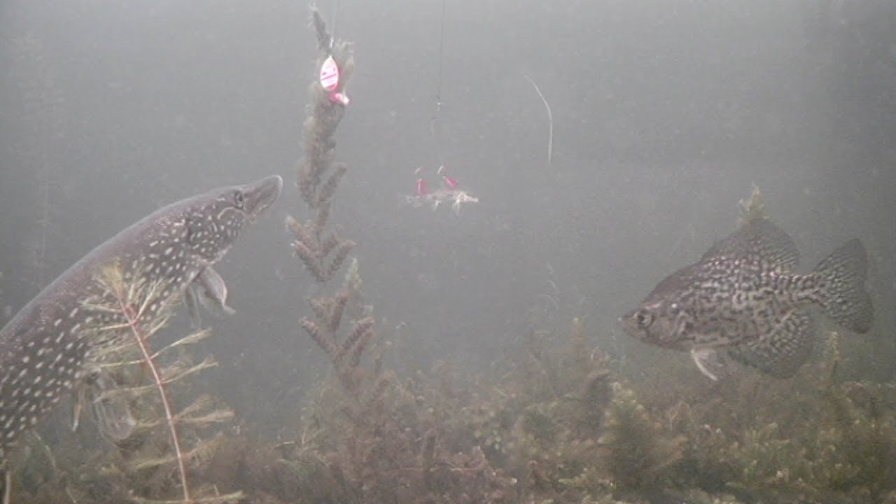 Ice Fishing NORTHERN PIKE with MEPPS SPINNER? (Awesome Underwater Footage)