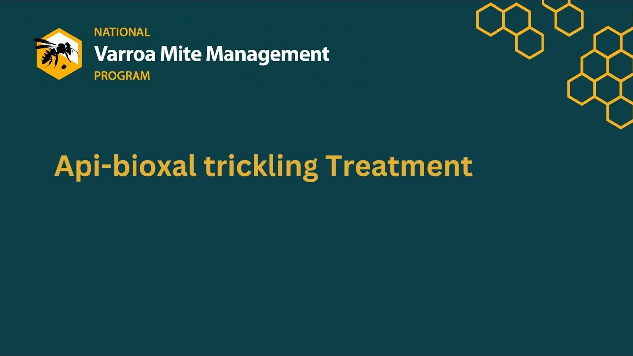 Api-bioxal trickling Varroa mite treatment
