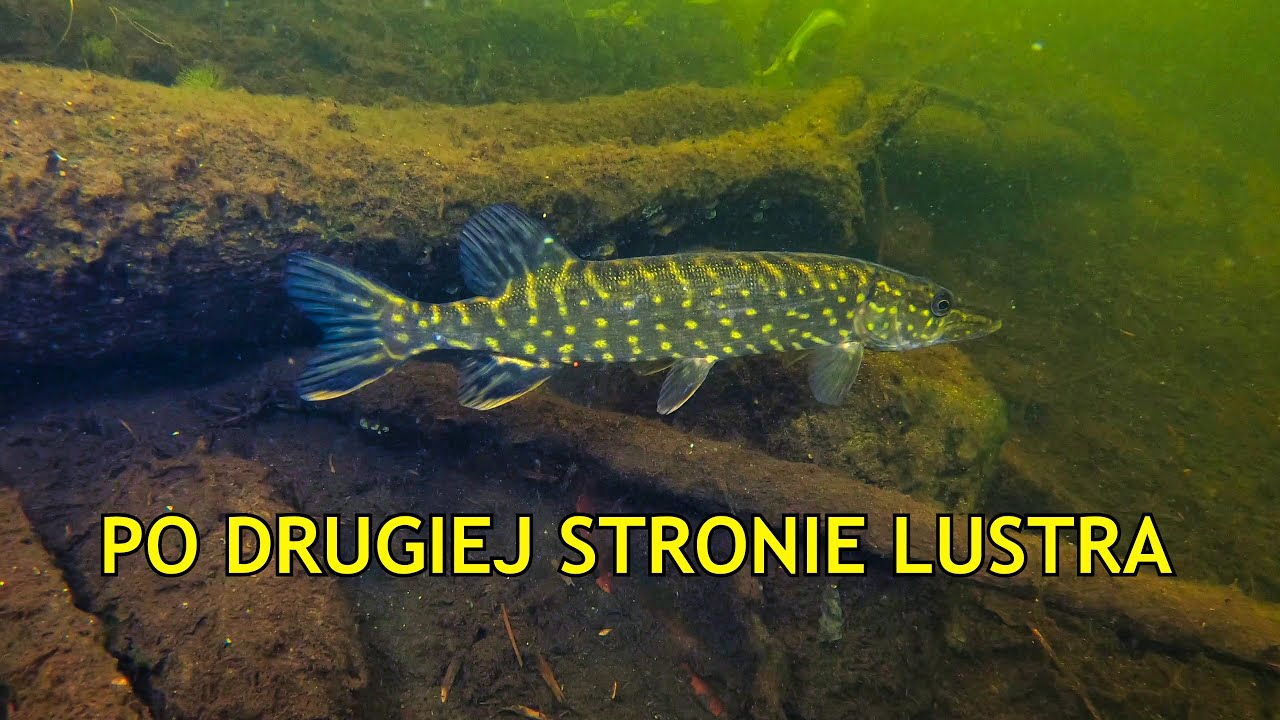 NURKOWANIE JEZIORO LIPOWO 19.05.2023