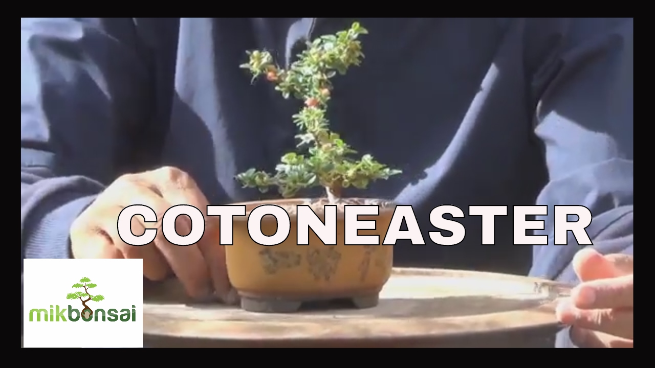 Bonsai Mame Cotoneaster -  How to grow a bonsai from cuttings by mikbonsai