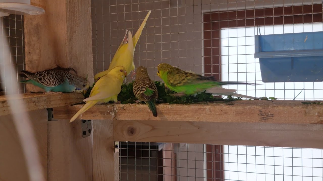 O noua generație de pui de perus🦜