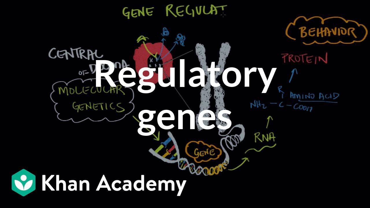 Regulatory genes | Behavior | MCAT | Khan Academy