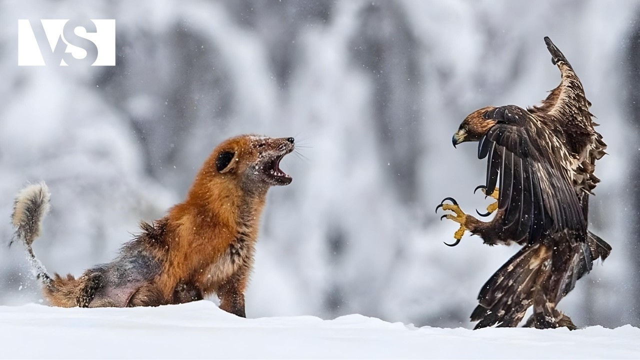 YOSEMITE | The Wildest Wildlife of the American West – America's National Parks