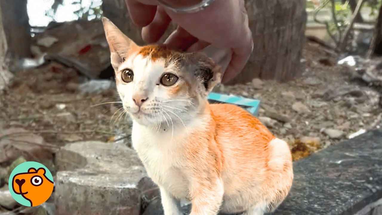 Stray Cat Calls Out For Help In a Busy Street | Cuddle Buddies