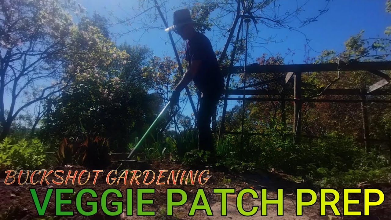 Preparing My Vegetable Patch And Planting Seedlings