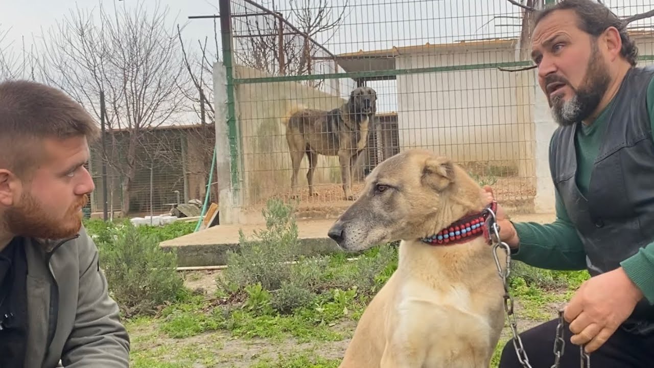 Dünya’nın En İyi Dişi Kangal Köpeği Benim Çiftliğimde Dedi!