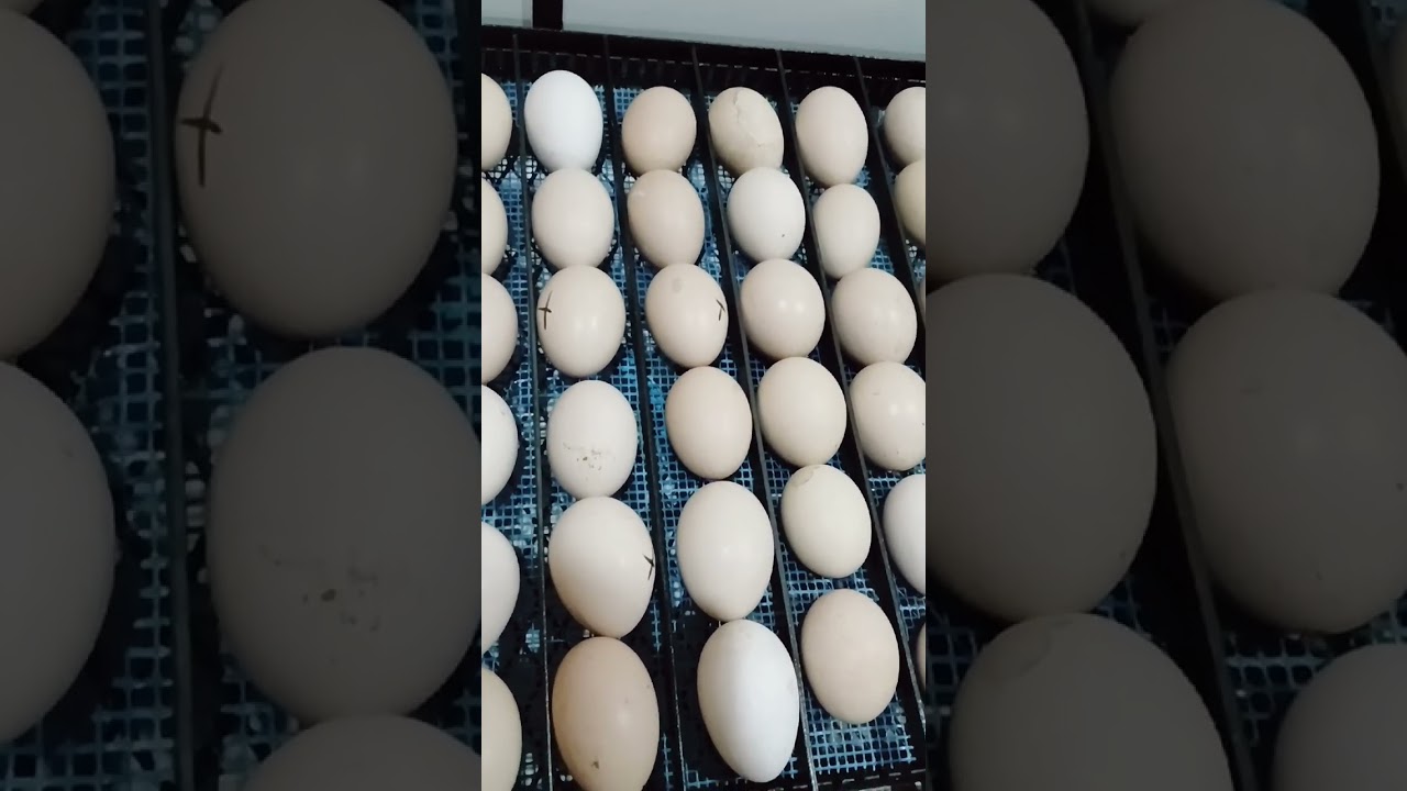 مشاءالله الصغيرة والجميلة اتوماتيك 100% 0667755120/0542400895