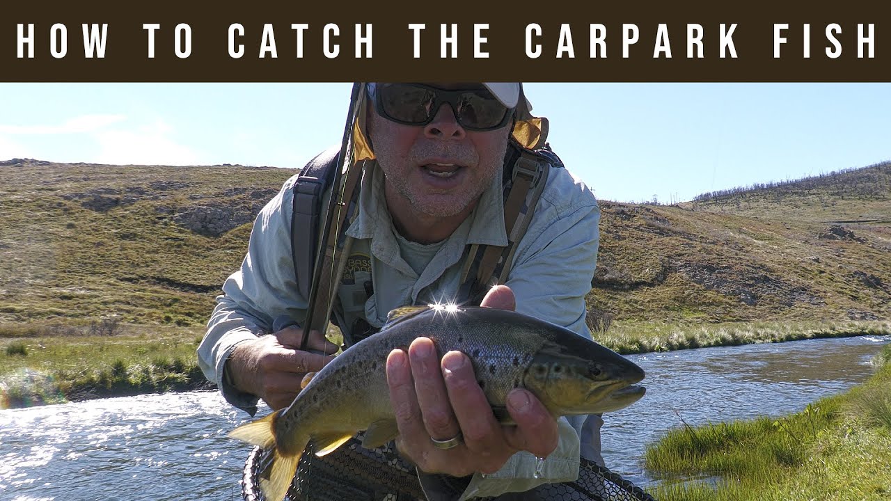 Snowy Mountains Trout - The Carpark Fish
