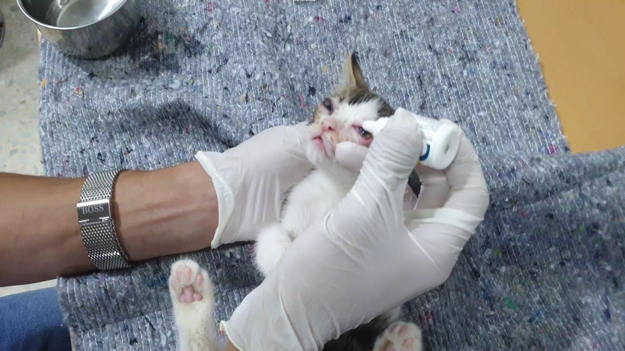 علاج عيون القطط 🐈لا يفوتكم فعال 👉مع معتز مطور